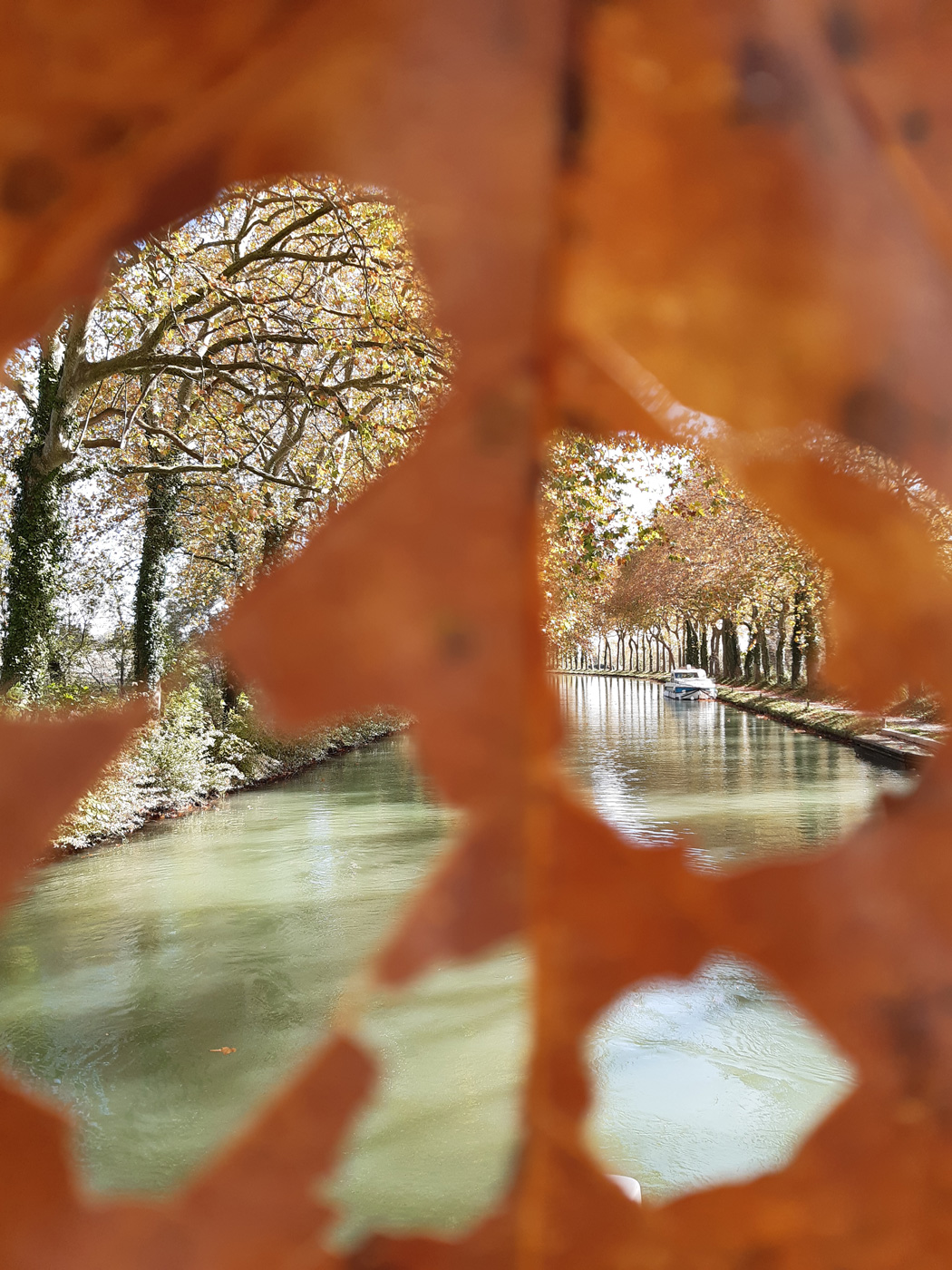 Blick durch ein Herbstblatt auf den Canal du Midi