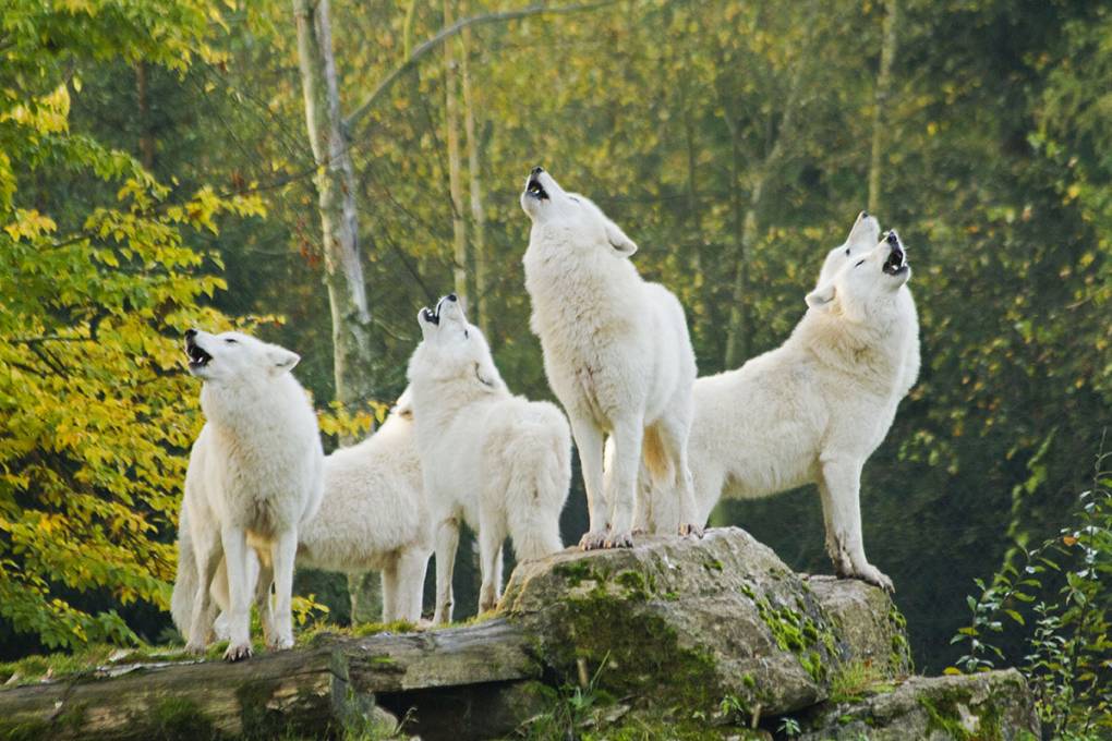 05a-rhodes-loups-blancs-alsace